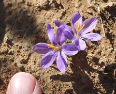 Syringodea longituba