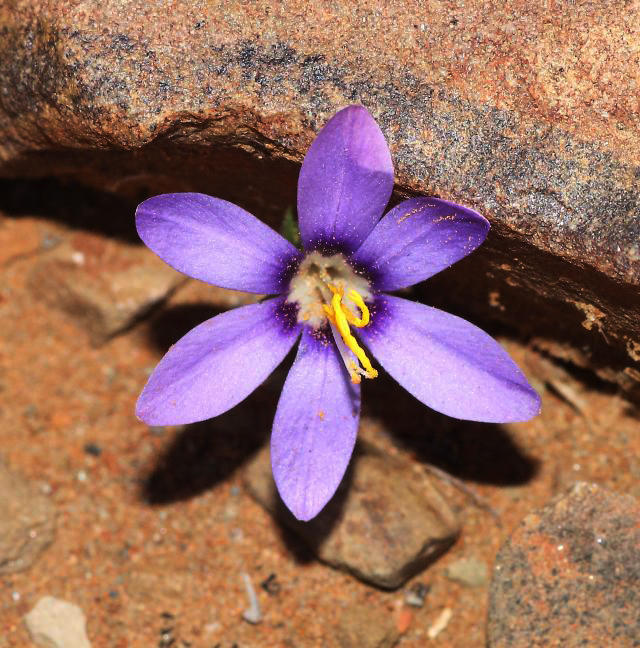 Long Capecrocus