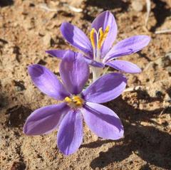 Syringodea longituba