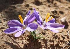 Syringodea longituba