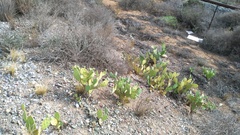 Opuntia stricta stricta