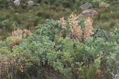 Rafnia amplexicaulis