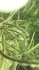 Syringodium filiforme