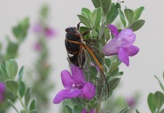 Diceroprocta cinctifera