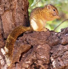 Paraxerus cepapi cepapi