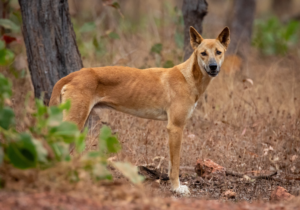 canis lupus familiaris evolution timeline