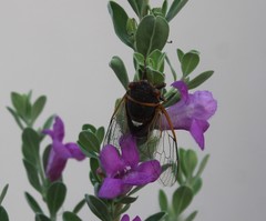 Diceroprocta cinctifera