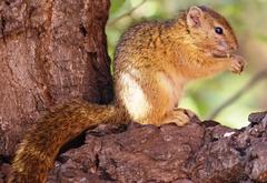 Paraxerus cepapi cepapi