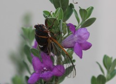 Diceroprocta cinctifera