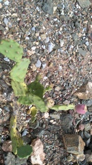 Opuntia stricta stricta