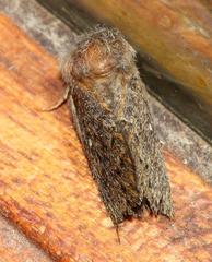 Bombycopsis tephrobaphes