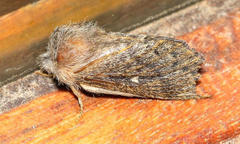 Bombycopsis tephrobaphes