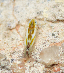 Alconeura dorsalis