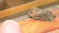 Bombycopsis tephrobaphes