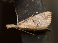 Hypena minualis