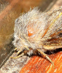 Bombycopsis tephrobaphes
