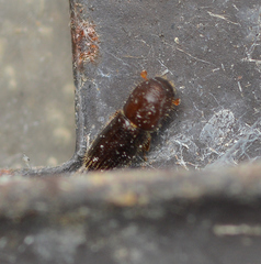 Xyleborinus saxesenii