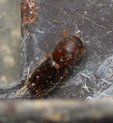 Xyleborinus saxesenii