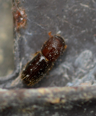Xyleborinus saxesenii