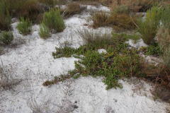 Carpobrotus edulis parviflorus