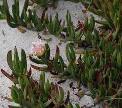 Carpobrotus edulis parviflorus