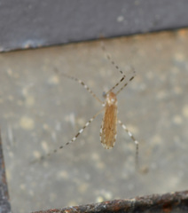Erioptera annulipes