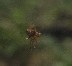 Parasteatoda celsabdomina