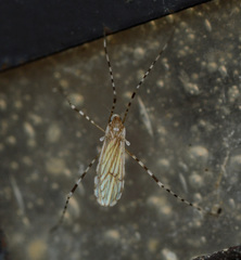Erioptera annulipes