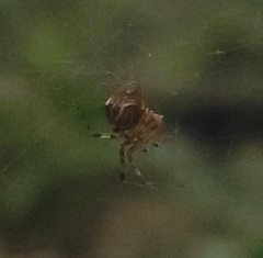 Parasteatoda celsabdomina