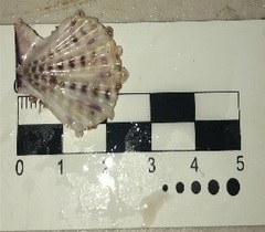 Caribachlamys pellucens