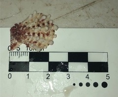 Caribachlamys pellucens