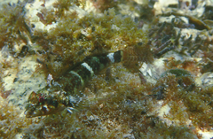 Enneapterygius etheostoma