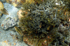 Petroscirtes breviceps