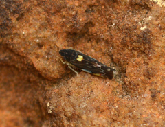 Erasmoneura atra
