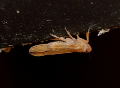 Stenocranus dorsalis