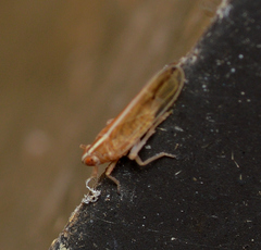 Stenocranus dorsalis