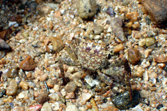 Parasesarma tripectinis