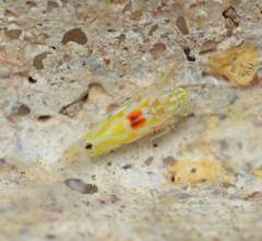 Erythroneura octonotata