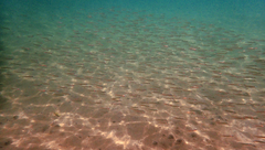 Spratelloides gracilis