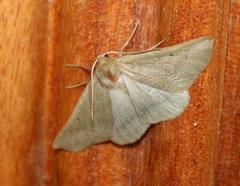 Drepanogynis cnephaeogramma