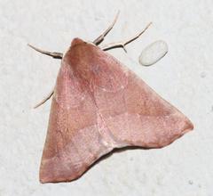 Drepanogynis cnephaeogramma