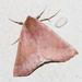 Banded Thorn - Photo (c) Marion Maclean, some rights reserved (CC BY-NC), uploaded by Marion Maclean