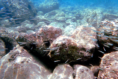 Spratelloides gracilis