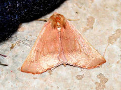 Drepanogynis cnephaeogramma