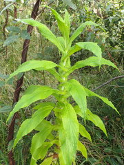 Calomeria amaranthoides
