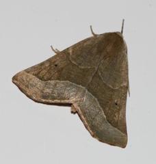 Drepanogynis cnephaeogramma