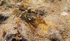 Pacifastacus leniusculus