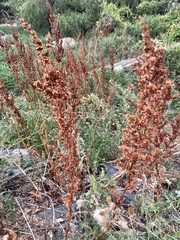 Rumex crispus