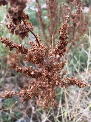 Rumex crispus