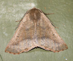 Drepanogynis cnephaeogramma